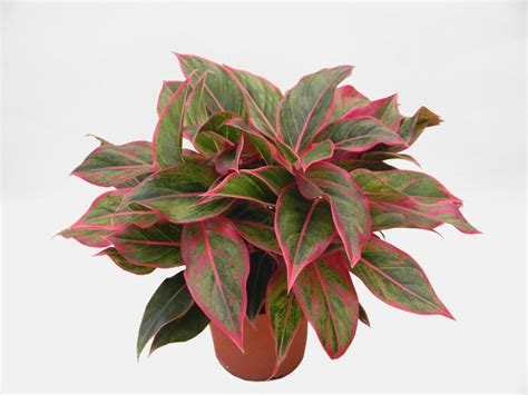 Aglaonema red gold | Flower Plant