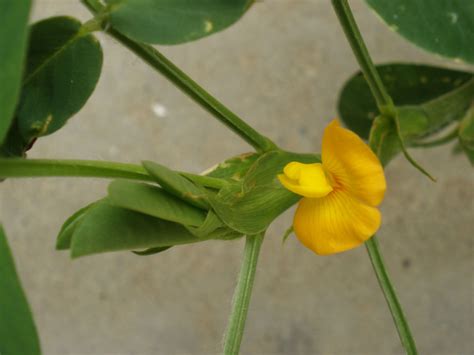 Arachis Hypogaea Fabaceae Image 16872 At PhytoImages Siu Edu