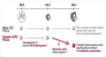 Researchers Study Sex Determination In Birds Using Primordial Germ Cells And RNA Sequencing