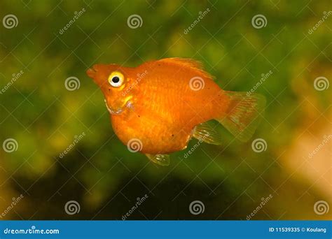 Molly Fish Isolated On The White Background Royalty Free Stock Photo