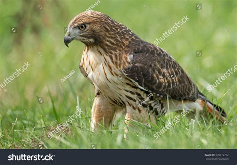 Red Tailed Hawk Stock Photo 570412762 | Shutterstock