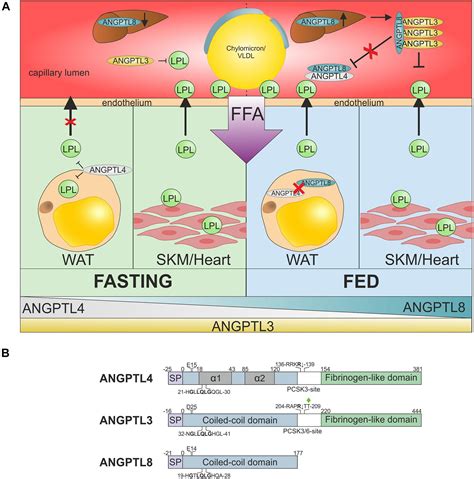 Frontiers GPIHBP1 And ANGPTL4 Utilize Protein Disorder To Orchestrate