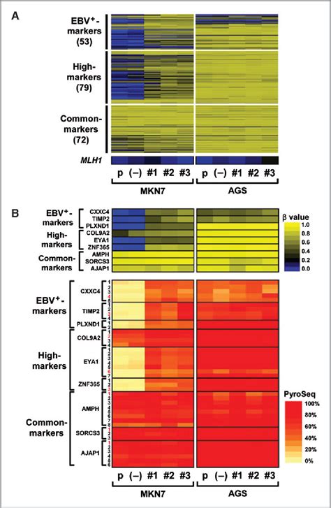 Figure From Molecular And Cellular Pathobiology Classi Fi