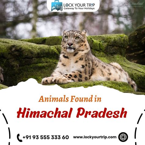 Wild Wonders Exploring The Rich Wildlife Of Himachal Pradesh By Lock Your Trip Medium