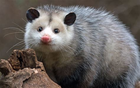 Possum - Action Pest Services