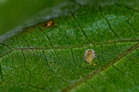 Identifying Plant Pests And Diseases