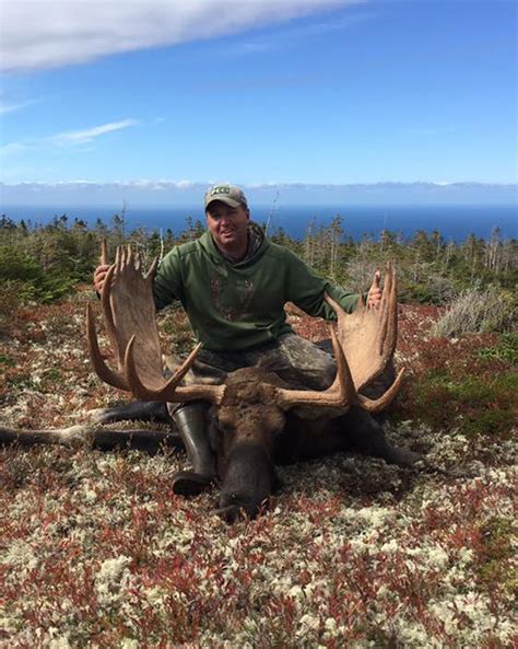 Mountain Top Outfitters Moose And Woodland Caribou Hunting In Western