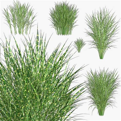 Miscanthus Zebrinus