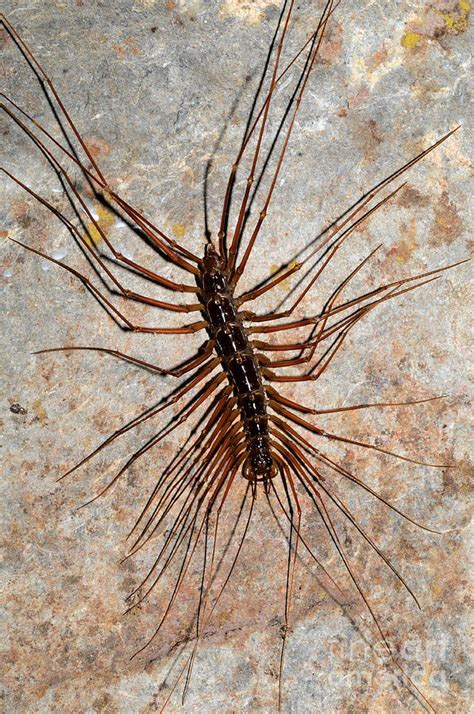 Giant Cave Centipede