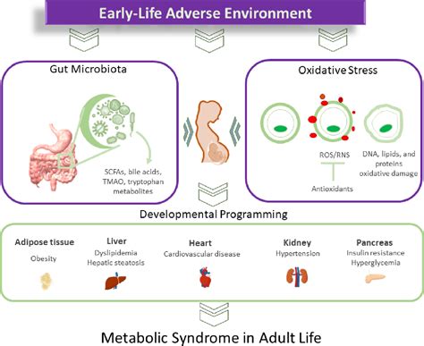 Pdf Nutritional Approaches Targeting Gut Microbiota In Oxidative