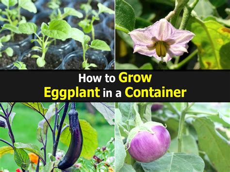 How to Grow Eggplant in a Container