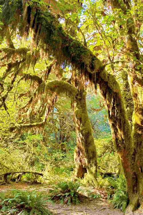 5 Best Hoh Rainforest Hikes