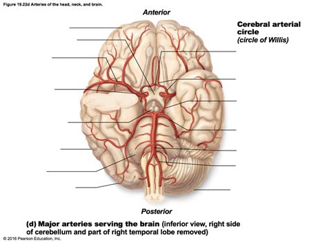 Cerebral Circulatory System Diagram Quizlet