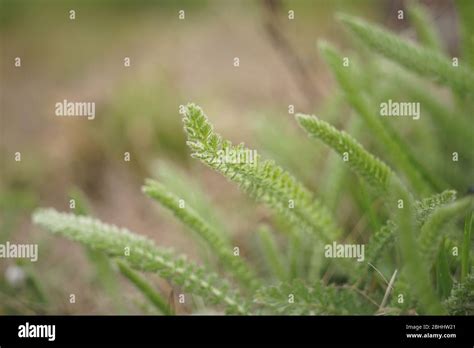 Yarrow Green Grass Grow In A Spring Field Side View Close Up