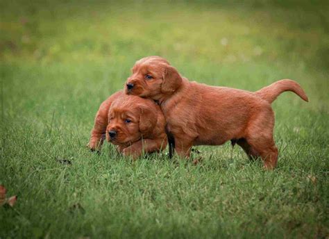 Dark Golden Golden Retriever