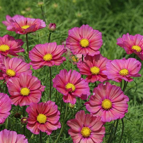 Buy Cosmos Cosmos Bipinnatus Xsenia 3 99 Delivery By Crocus