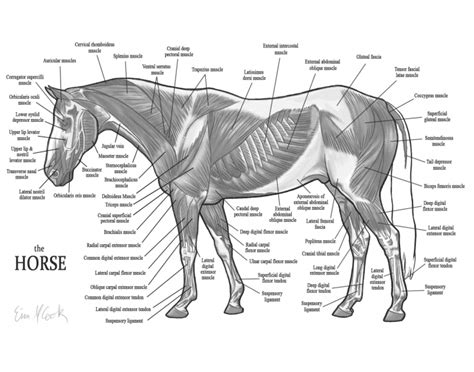 Equine Muscles Quiz