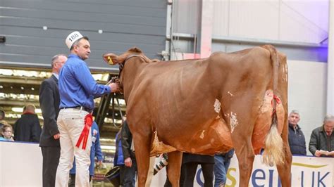 World Dairy Expo Ayrshire Open Champions Cup Brook Noelle