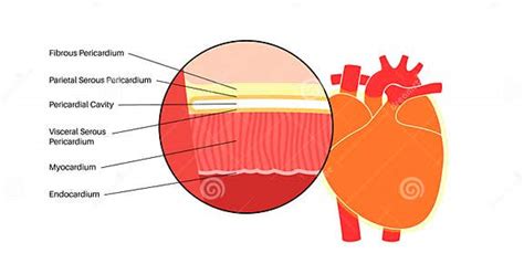 Anatomía De La Pared Cardíaca Ilustración Del Vector Ilustración De Pericardio Vena 281910234