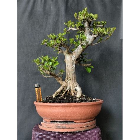 Jual Bonsai Sianci Shopee Indonesia