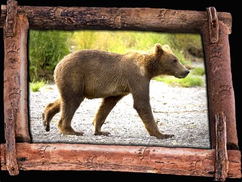 Grizzly Bear Pictures and Fun Facts: page 5