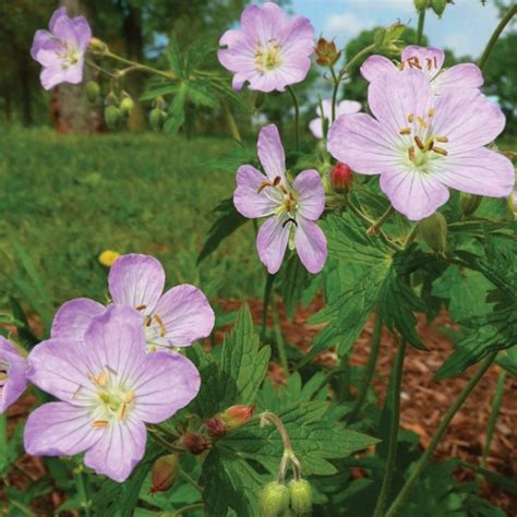 Wild Geranium (Geranium maculatum) - Seed