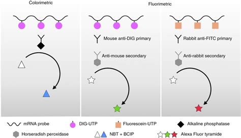 Analysis Of 3d Gene Expression Patterns In Plants Using Whole Mount Rna