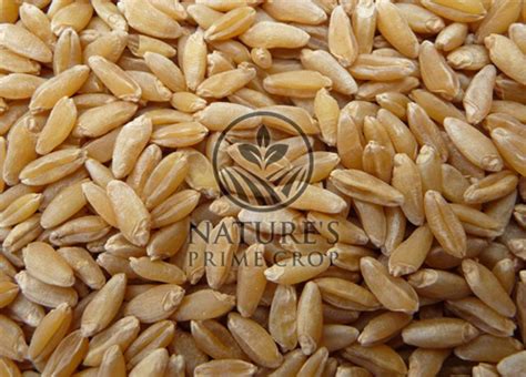 Durum Wheat – NATURE’S PRIME CROP