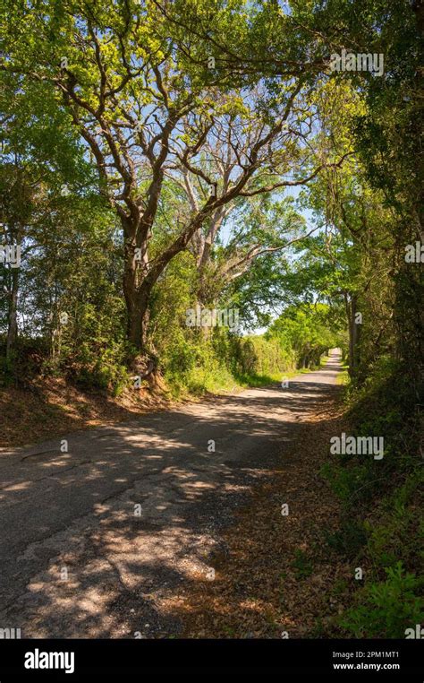 The Arching Branches Above Form A Green Tunnel Along A Country Road In