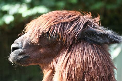 Lama Free Stock Photo Freeimages