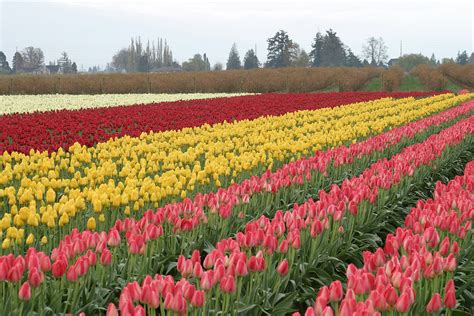 Skagit Valley Tulip Festival Tulips Festival All Colour Tulips