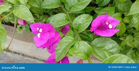 Bougainvillea Glabra Imagem De Stock Imagem De Flor 162451893