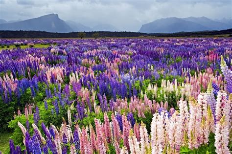 Flower Field Russell Lupins Fiordland National Park New Zealand Photo