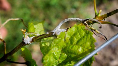 Grant to support research into grape downy mildew | Cornell Chronicle