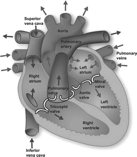 1 A Cross Section Of Human Heart Showing Internal Chambers And Valves