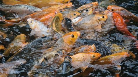 Habitat Dan Kebiasan Makan Ikan Mas Kebunbudidaya Kebunbudidaya Budidaya