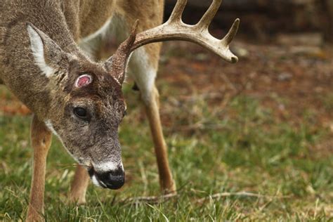 Buck Shed Antlers Atelier Yuwa Ciao Jp