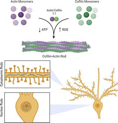 Frontiers Cytoskeletal Dysregulation And Neurodegenerative Disease