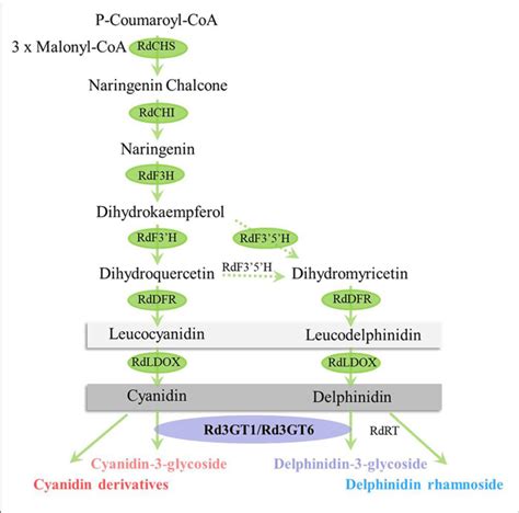 Proposed Pathway Leading To Anthocyanin Biosynthesis In The Flowers