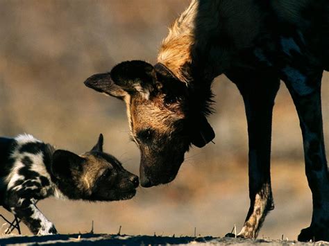 African Wild Dog Pups And Mother