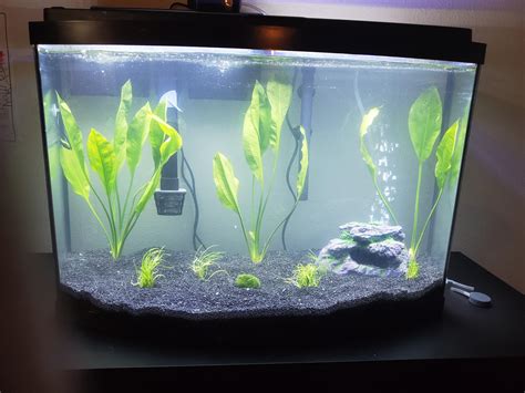 Im Cycling My First Planted Tank Fishless Cycle With Fish Food And I