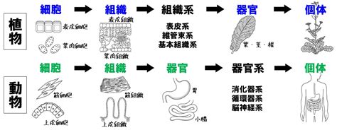 【高校生物基礎】単細胞生物と多細胞生物と生物群体のポイント Tekibo