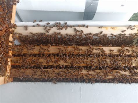 Langstroth 5 Frame Nucleus Colony Bishops Bees