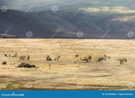 Hyenas versus lions stock photo. Image of mountain, tanzania - 103702000