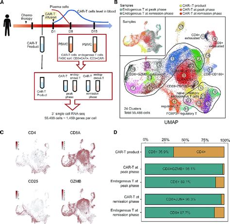 A Single Cell Atlas Of Car T And Endogenous T Cells During Car T