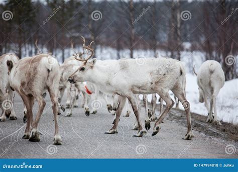 Reindeer Flock In The Wild At Winter Stock Photo Image Of Landscape