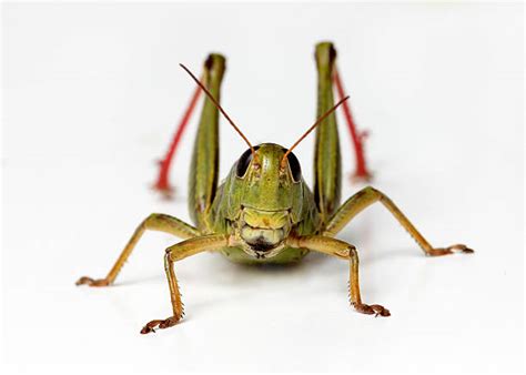 8,600+ Grasshopper Face Close Up Stock Photos, Pictures & Royalty-Free Images - iStock