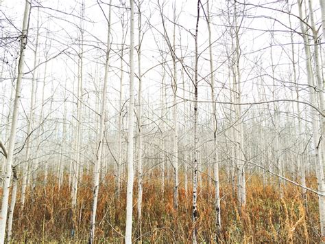 Fotos gratis árbol bosque rama invierno escarcha abedul