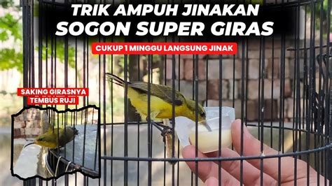 Cara Ampuh Menjinakan Sogon Giras Dan Nabrak Ruji Cukup Minggu Jinak