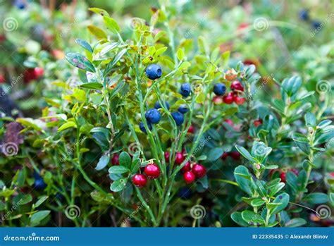 Wild berries stock image. Image of dessert, blueberry - 22335435